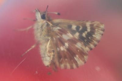 <i>Spialia sertorius</i>