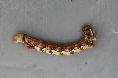 <i>Erannis defoliaria</i>