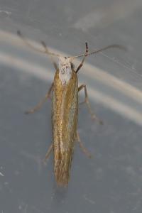 <i>Argyresthia arceuthina</i>