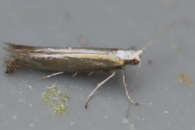 <i>Argyresthia arceuthina</i>