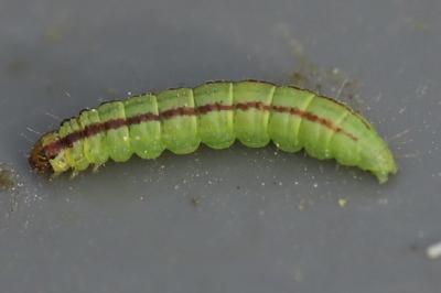<i>Acrobasis advenella</i>