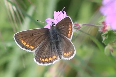 <i>Aricia agestis</i>