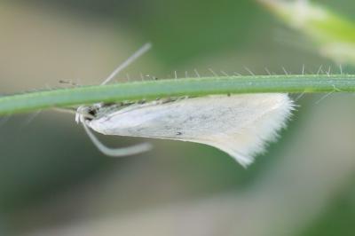 <i>Elachista</i>