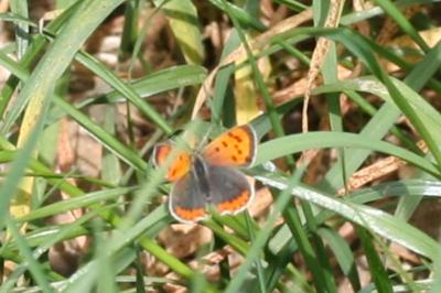 <i>Lycaena phlaeas</i>