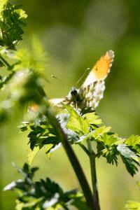 <i>Anthocharis cardamines</i>