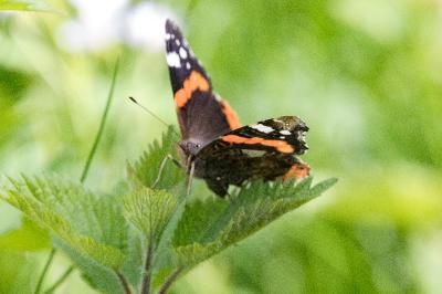<i>Vanessa atalanta</i>