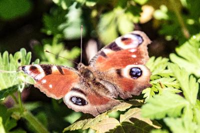 <i>Aglais io</i>