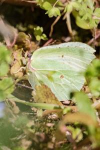 <i>Gonepteryx rhamni</i>