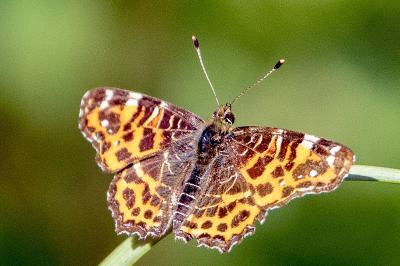 <i>Araschnia levana</i>