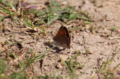 <i>Lycaena phlaeas</i>