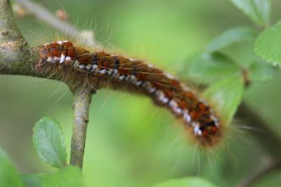 <i>Trichiura crataegi</i>