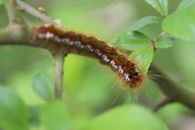 <i>Trichiura crataegi</i>