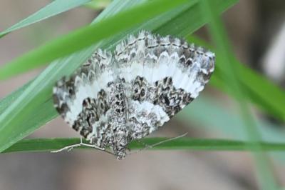 <i>Epirrhoe alternata</i>