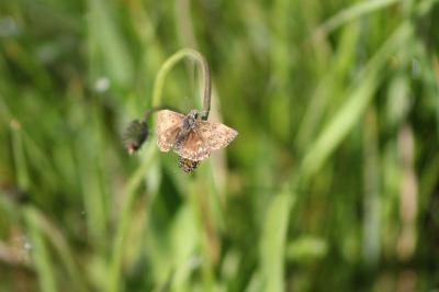 <i>Erynnis tages</i>