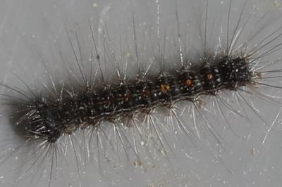 <i>Lymantria dispar</i>