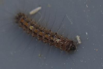 <i>Lymantria dispar</i>