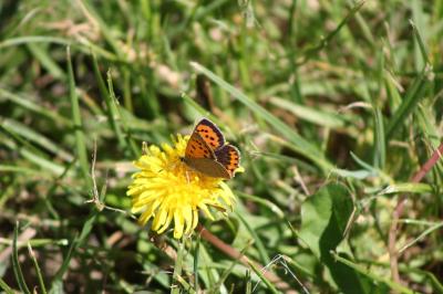 <i>Lycaena phlaeas</i>