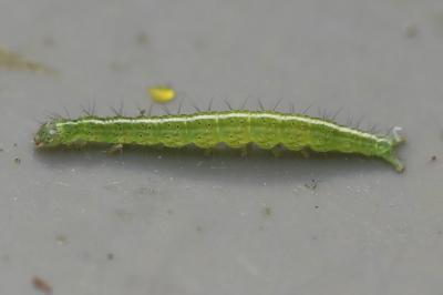 <i>Ypsolopha scabrella</i>