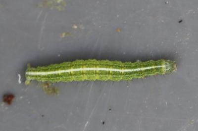 <i>Ypsolopha scabrella</i>