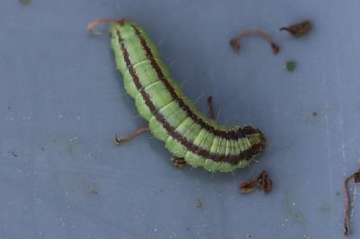 <i>Acrobasis advenella</i>