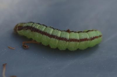<i>Acrobasis advenella</i>