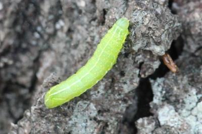 <i>Amphipyra pyramidea</i>