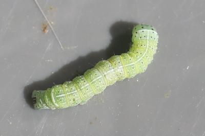 <i>Orthosia cerasi</i>