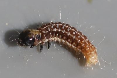 <i>Tortricodes alternella</i>