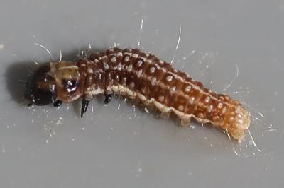 <i>Tortricodes alternella</i>