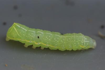 <i>Amphipyra pyramidea</i>