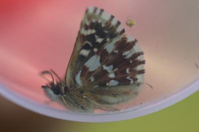 <i>Spialia sertorius</i>