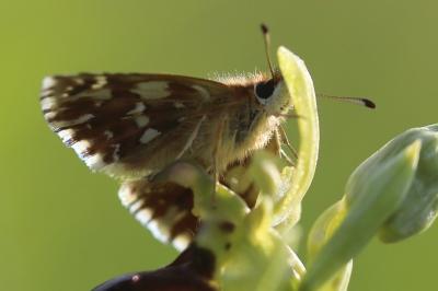 <i>Spialia sertorius</i>