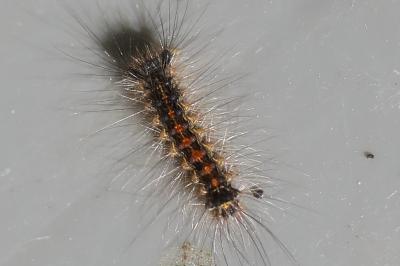 <i>Lymantria dispar</i>