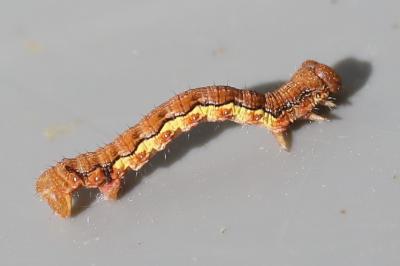 <i>Erannis defoliaria</i>