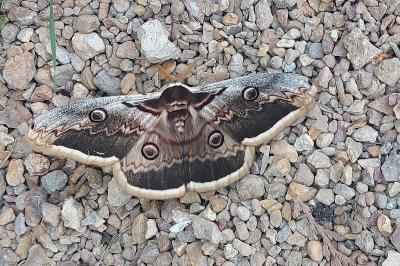 <i>Saturnia pyri</i>