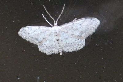 <i>Idaea seriata</i>