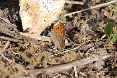 <i>Lycaena phlaeas</i>