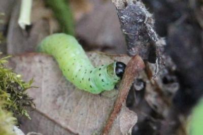 <i>Tortrix viridana</i>