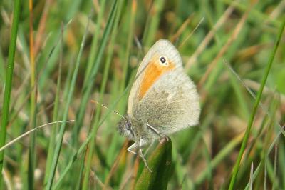 <i>Coenonympha pamphilus</i>