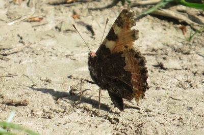 <i>Vanessa atalanta</i>