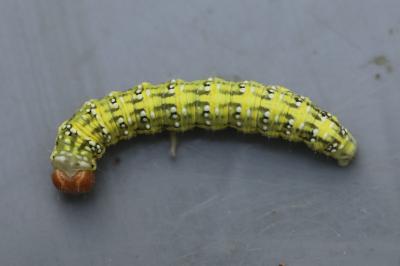 <i>Polyploca ridens</i>