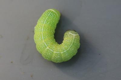 <i>Orthosia cerasi</i>