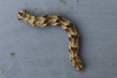 <i>Eupithecia abbreviata</i>
