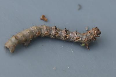 <i>Apocheima hispidaria</i>