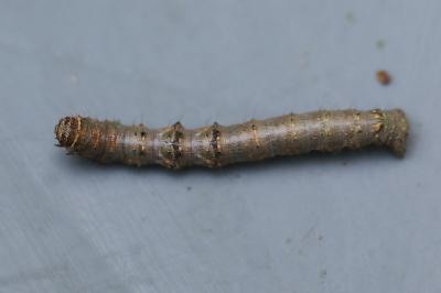 <i>Apocheima hispidaria</i>