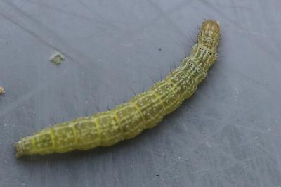 <i>Ypsolopha lucella</i>