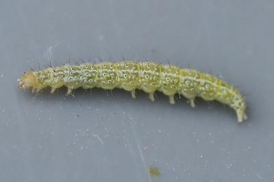 <i>Ypsolopha lucella</i>