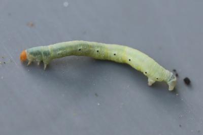<i>Earophila badiata</i>