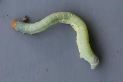 <i>Earophila badiata</i>