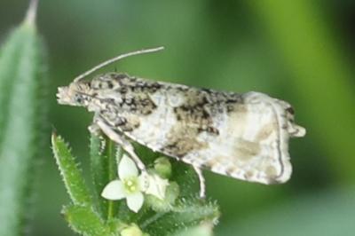 <i>Orthotaenia undulana</i>